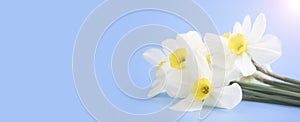 Fresh white daffodils isolated on a blue background. Bouquet of daffodils. Spring flowers. Banner. Copy space