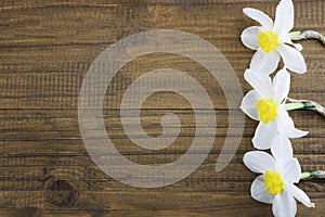 Fresh white daffodils isolated on a wooden background. Bouquet of daffodils. Spring flowers. Banner. Copy space