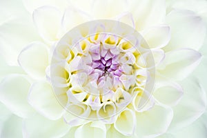 Fresh white dahlia with yellow and purple centre