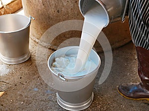 Fresh white dairy cow milk being poured into a bucket by a worker, right after finsh milking at a farm