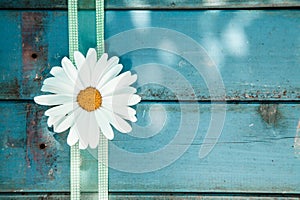 Fresh white daisy on blue wooden planks