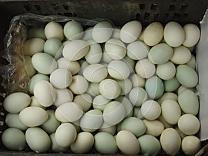 Fresh white eggs to the market
