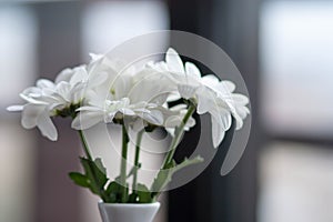 Fresh white flowers in a beautiful simple white porcelain vase