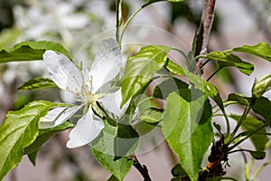 Fresh white flowers of a blossoming apple tree