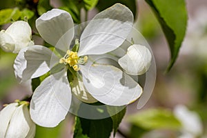 Fresh white flowers of a blossoming apple tree