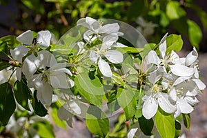 Fresh white flowers of a blossoming apple tree