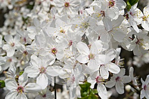 Fresh white flowers of cherry tree