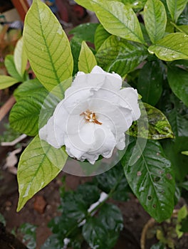 fresh white flowers drenched in rain