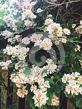 Fresh white flowers and green leaves,clematis, jasmine or wild rose bush. Beautiful tender shrub with flowers in sunny light in