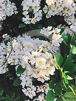 Fresh white flowers and green leaves,clematis, jasmine or wild rose bush. Beautiful tender shrub with flowers in sunny light in