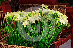 Fresh white freesia flowers bouquet composition