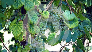 Fresh white grape bunch hanging from vine in winemaking region