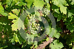 Fresh white grape bunch hanging from vine in winemaking region