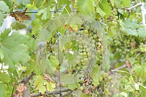 Fresh white grape farm harvest in rural country field