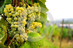 Fresh white grape