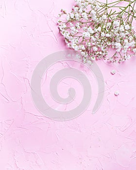 Fresh white gypsofila flowers on pink textured background photo