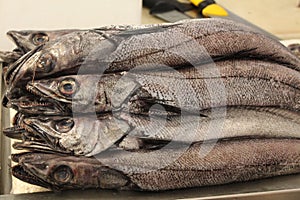 Fresh `White Hake` fish - Urophycis Tenuis