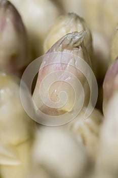 Fresh white harvested asparagus close up texture pattern