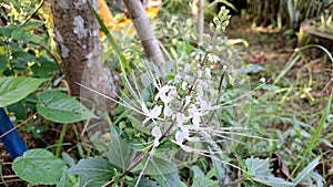 Fresh White Java Tea Flower Orthosiphon Aristatus Bloom Close Up Botanical Image Garden Photography