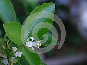 fresh white lemon flower begin blooming with green leave. Thai herb ingredient food