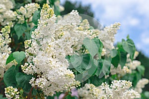 Fresh white lilac branches on the sky background, copyspace, selective focus photo