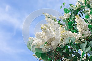 Fresh white lilac branches on the sky background, copyspace, selective focus photo