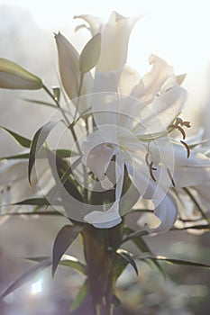 Fresh white lily bouquet in soft sunlight