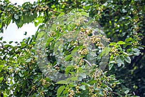 Fresh white mulberry berries on tree, mulberry tree