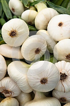 Fresh White Onions