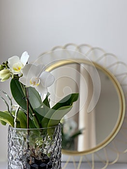 Fresh white orchid and mirror