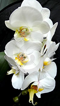 White orchids against black background