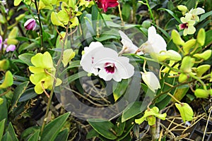 Fresh white orchids with stalks are very popular in Thailand