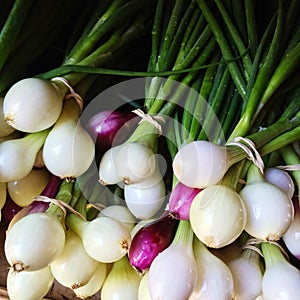 Fresh white and purple onions