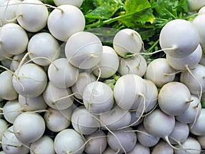 Fresh white radish(counter market).