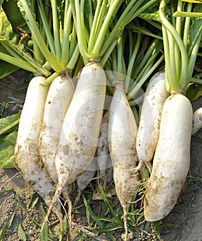 Fresh white radish in field
