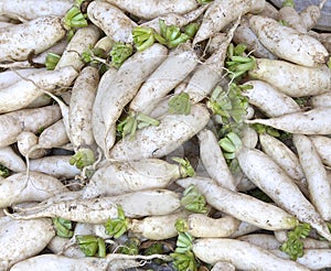 Fresh white radish in field