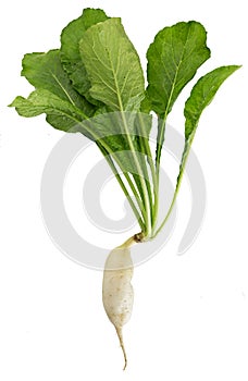 Fresh white radish isolated