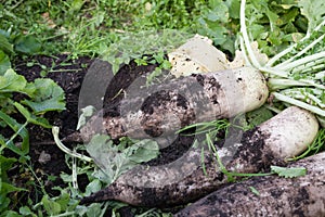 Fresh white radish