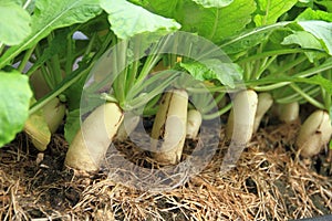 Fresh white radish