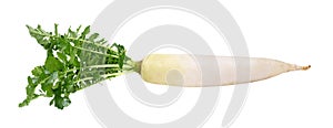 Fresh white radish on white background