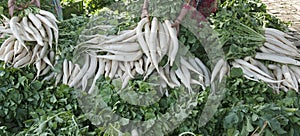 Fresh white Radishes Raphanus  in the field