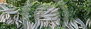 Fresh white Radishes Raphanus sativa  in the field