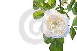 Fresh white rose flower in the garden isolated on white background.