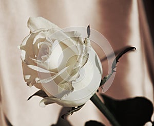 Fresh white rose, symbol of sincerity