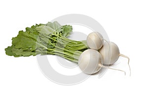 Fresh white round Daikon radish
