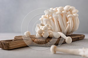 Fresh white shimeji mushrooms on gray background