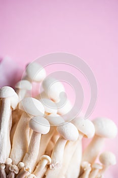 Fresh white shimeji mushrooms. Top view and copy space. Pink background