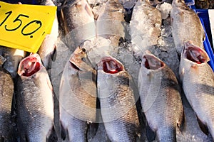 Fresh white snapper with red gill sale 150 baht per kilograms