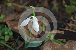 Fresh white snowdrops in garden at early spring, Sofia