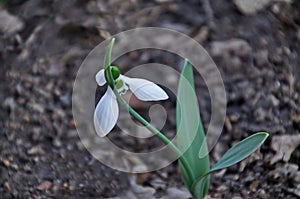 Fresh white snowdrops in garden at early spring, Sofia